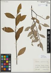 Foto von Salix myrsinifolia Salisb.